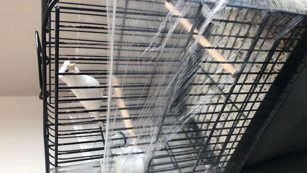 Alman Tepeli Erkek Uygun Fiyat Kuşumuz