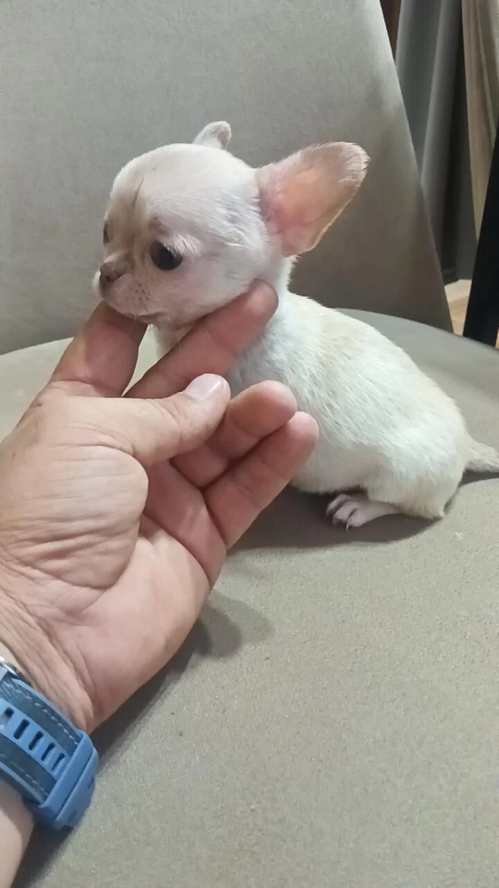Safkan Chihuahua Lar