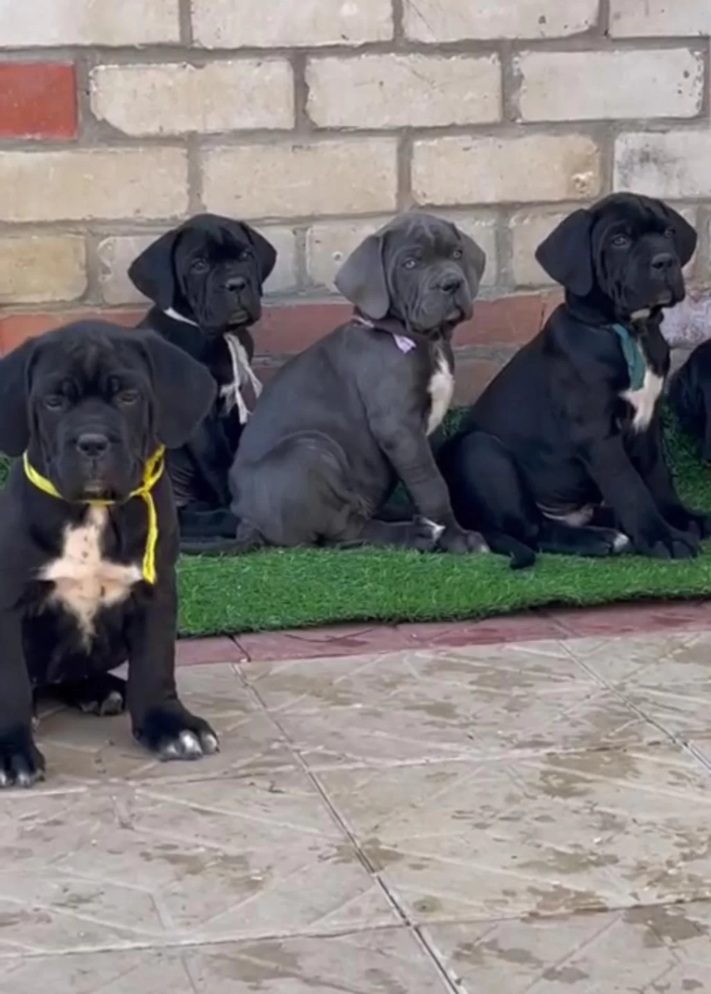 Ev Ortamında Yetiştirilmiş Cane Corso Yavrularımız
