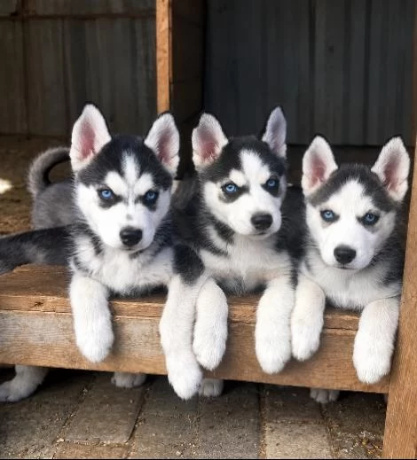 2 Aylık Husky Yavrular