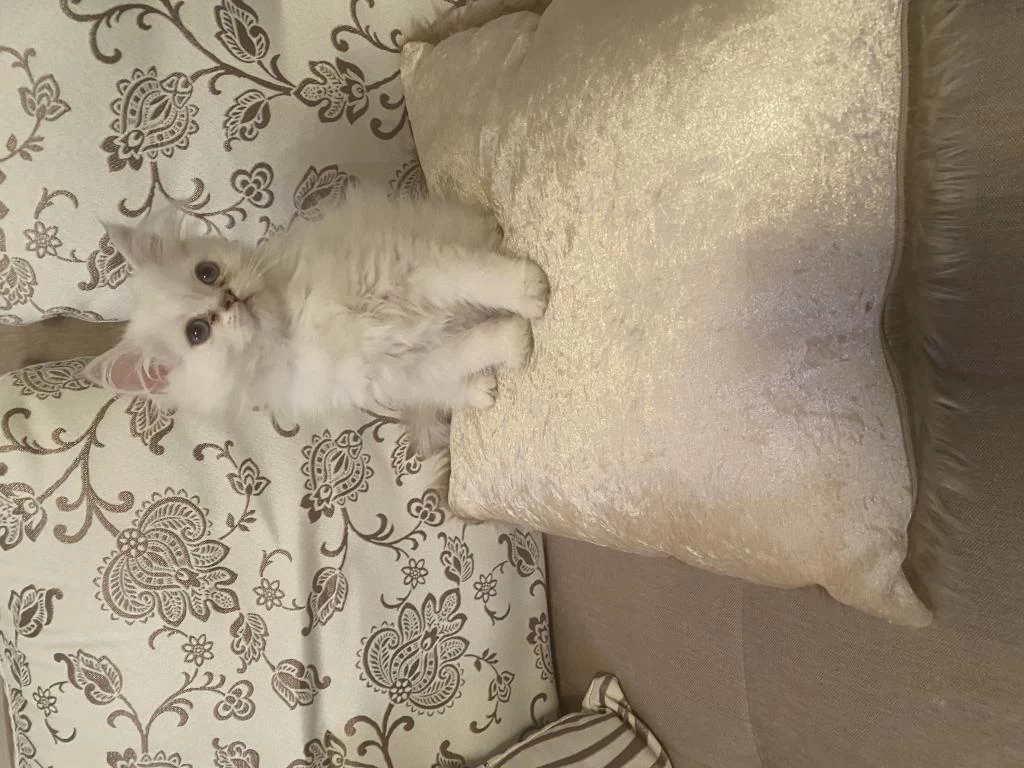 British Longhair Dişi Bebek