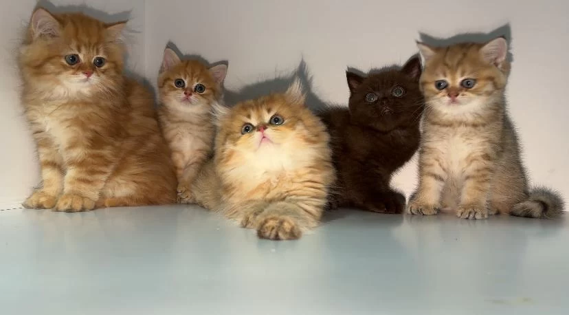 Üreticiden British Longhair Ve Shorthair Yavrular