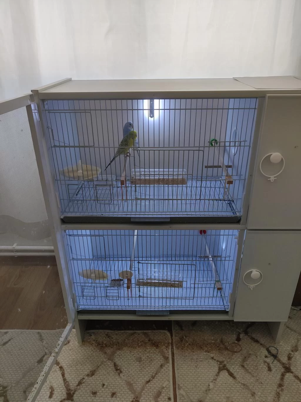 Renk Güzelleri Muhabbet Kuşu Ve Cennet Papağani
