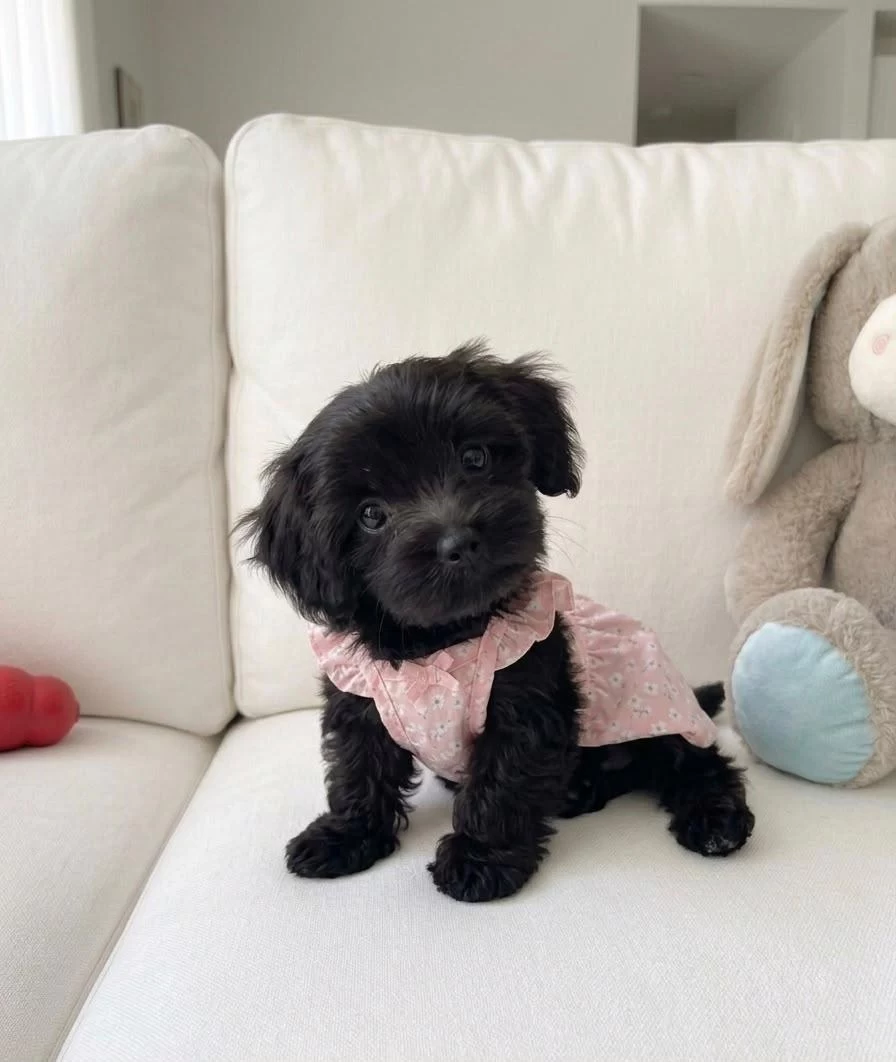 Harika Black Morkie