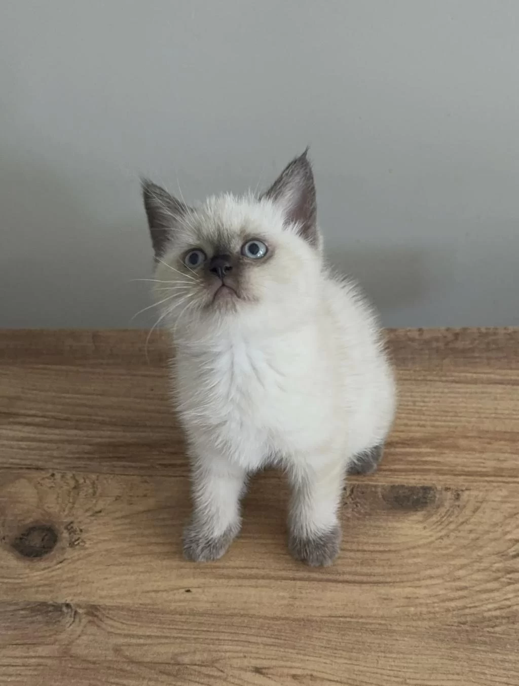 British Shorthair Bebek