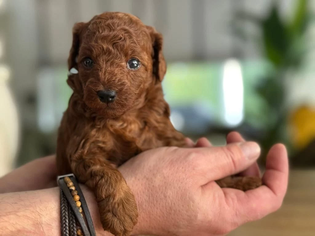 Toy Poodle Yavrular Aşili Mikroçipli Pasaportlu