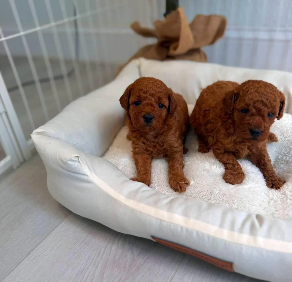 Özel Toy Poodle Yavrular Veteriner Kontrollü