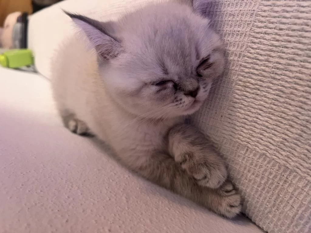 2.5 Aylık British Shorthair Kedi Sahiplendirme İlanıdır