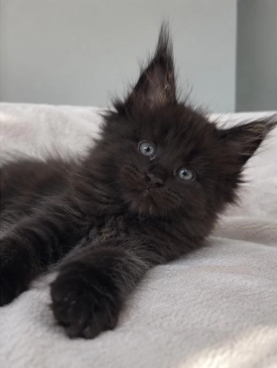 Dev Maine Coon Erkek Siyah Yavru