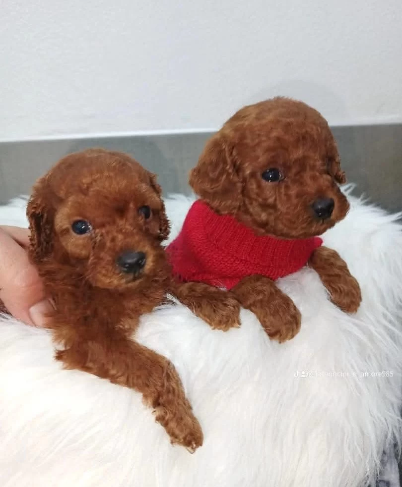 Sağlıklı Premium Toy Poodle