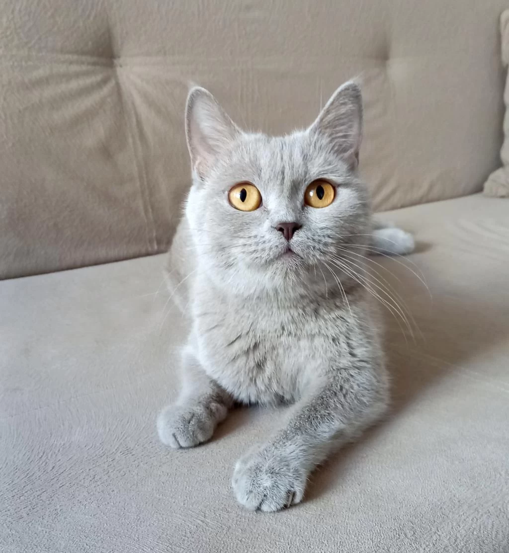 4 Yaşında British Shorthair Dişi Kısır Kediler