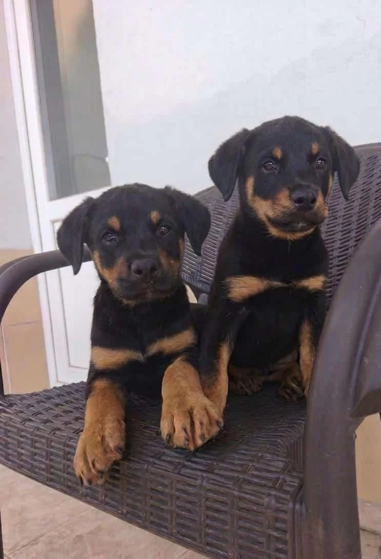 Rottweiler Yavruları