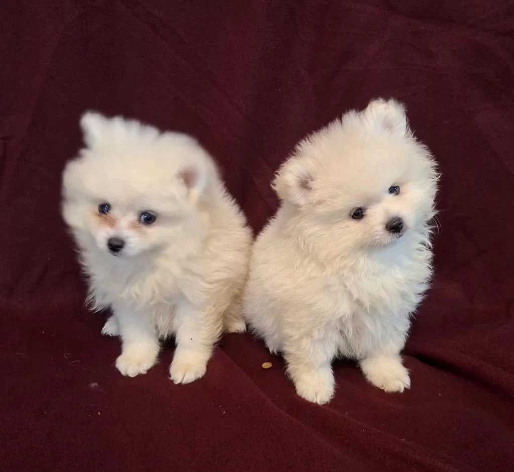 Yeni Evlerine Gitmeye Hazır Köpekler