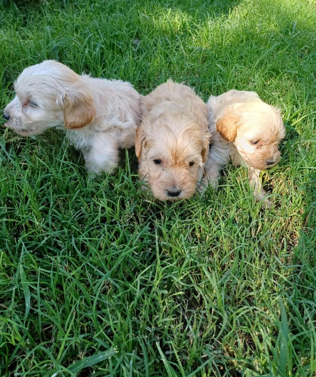 Maltipoo Dişi Erkek Kardeşler