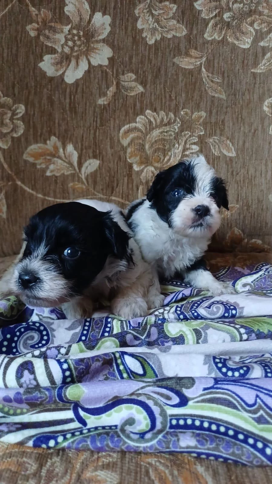 Sağlıklı Morkie Yavrular