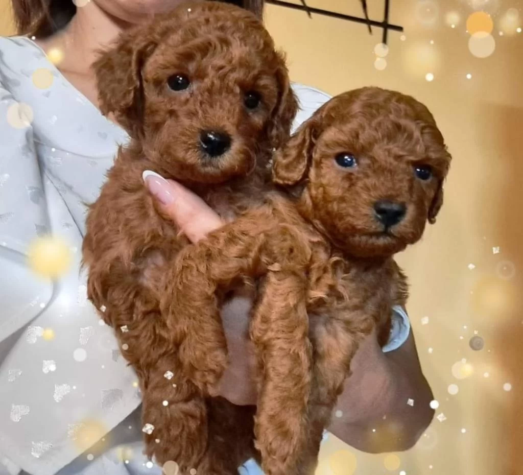 Toy Poodle Yavrular Ruhsatli Köpek Çiftliğinden