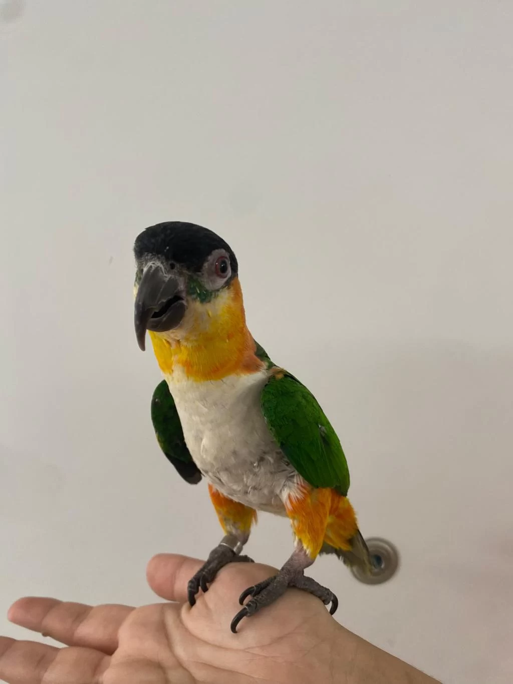 Oyun Hamuru Maskot Siyah Kafa Caique
