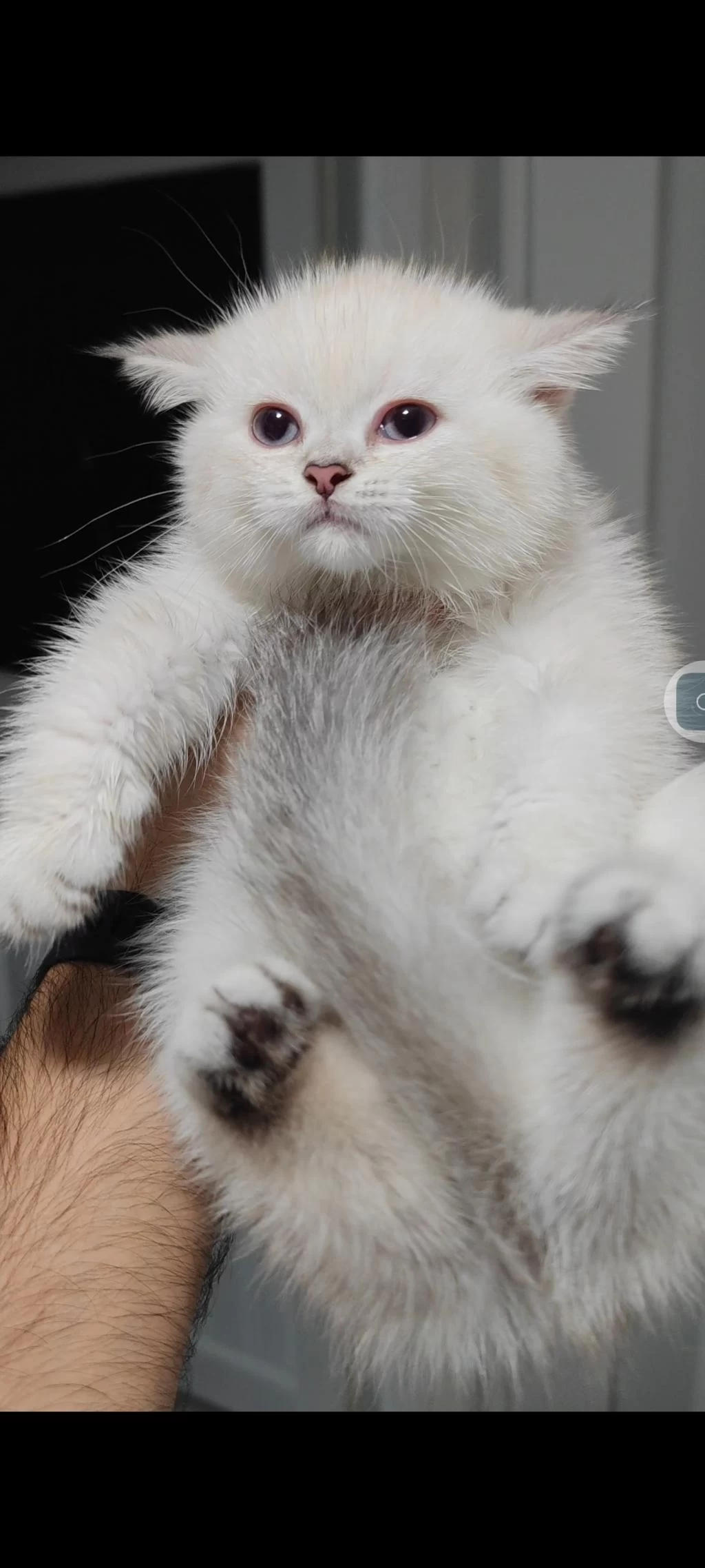 British Shorthair Kedisi