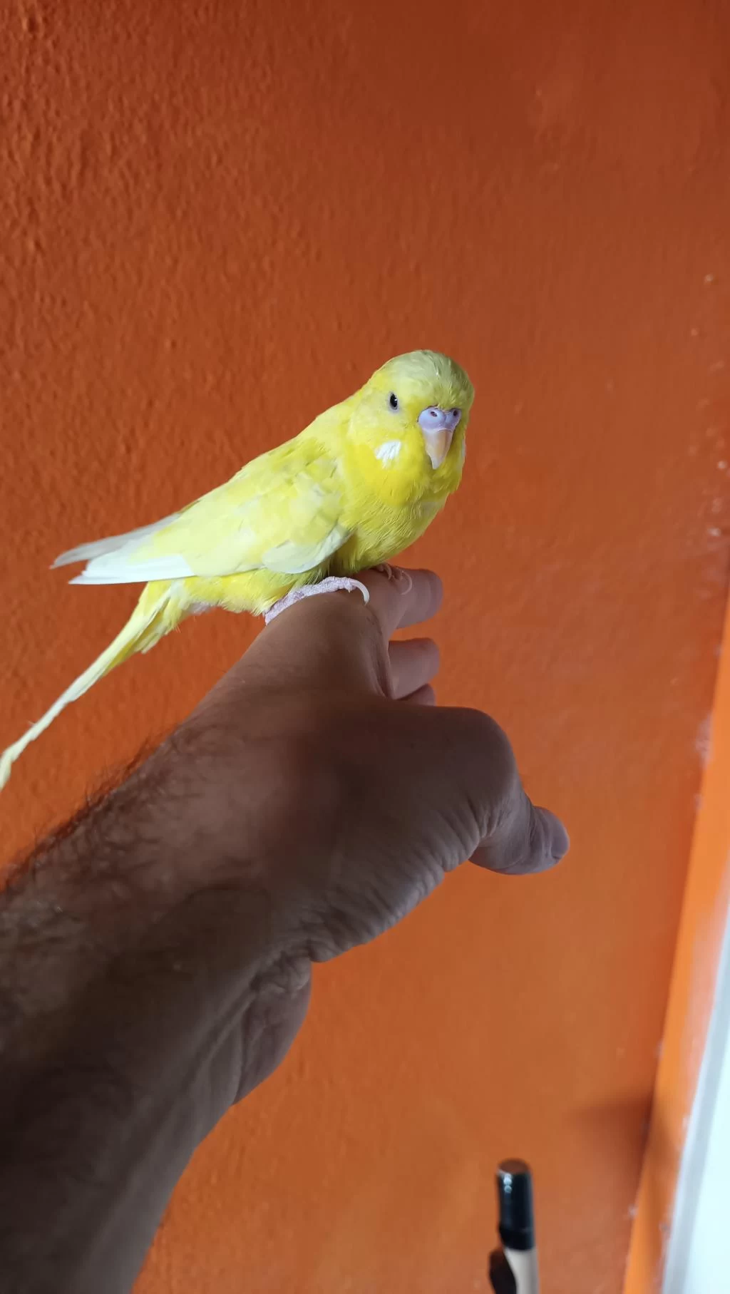 Harika Erkek Muhabbet Kuşu