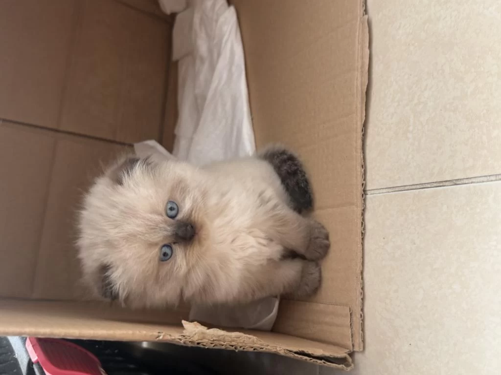 Yavru Himalayan Blue Point