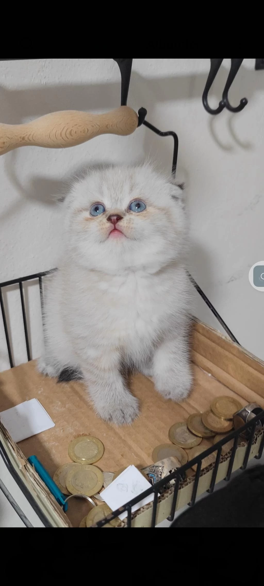 Scottish Fold Kedisi