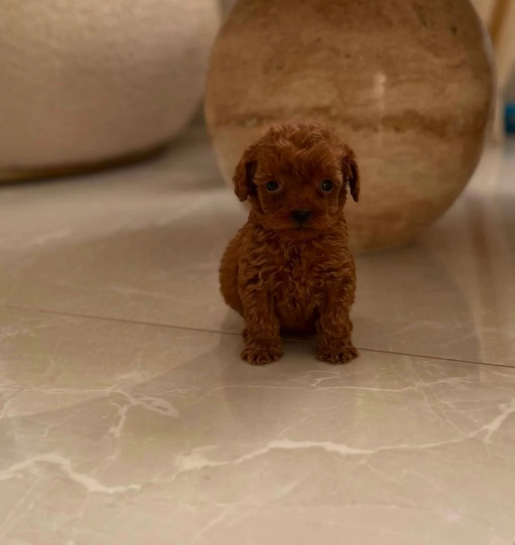 Toypoodle Yavrularimiz (aşili)