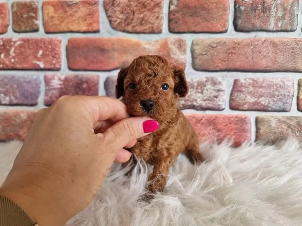 Toypoodle Yavrularimiz Ev Ortaminda Büyüyen Minikler
