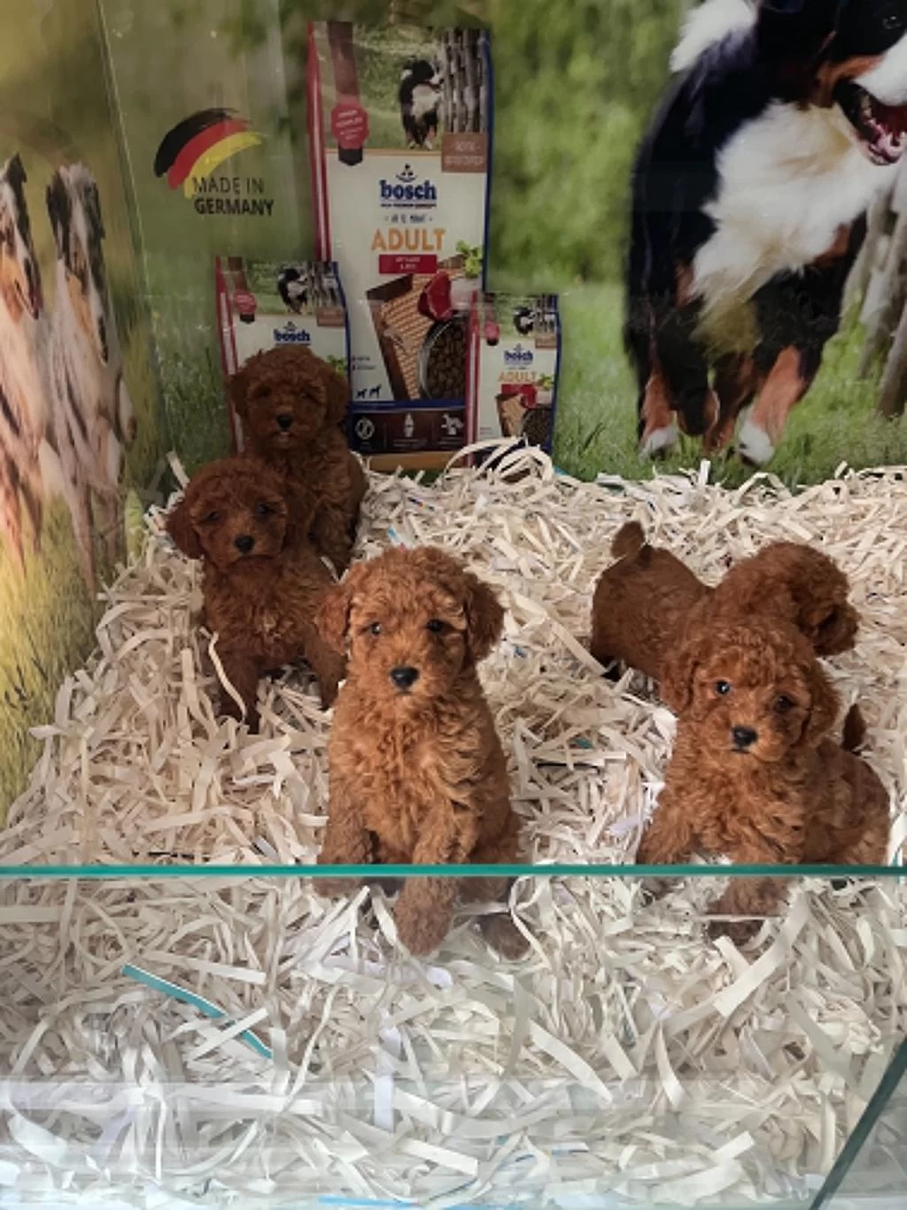 İrk Ve Sağlik Garantili Teacup Baby Face Poodle Yavrular
