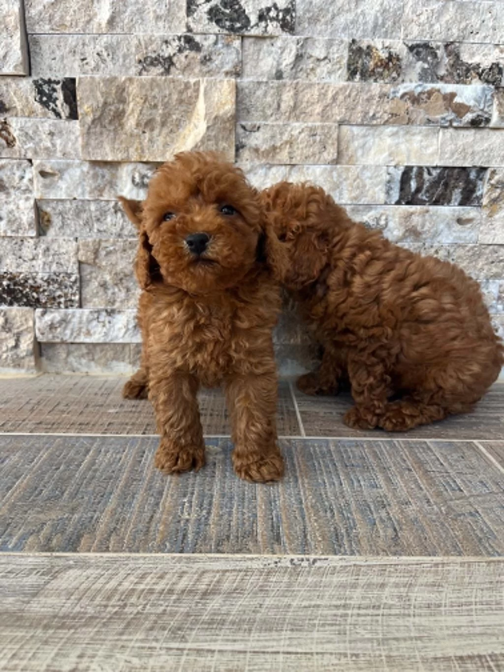 Biblo Güzelliğinde Red Brown Teacup Poodle Bebekler