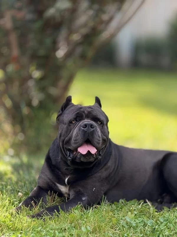 Özel Seçim Dev Gibi Cane Corso Bebekler