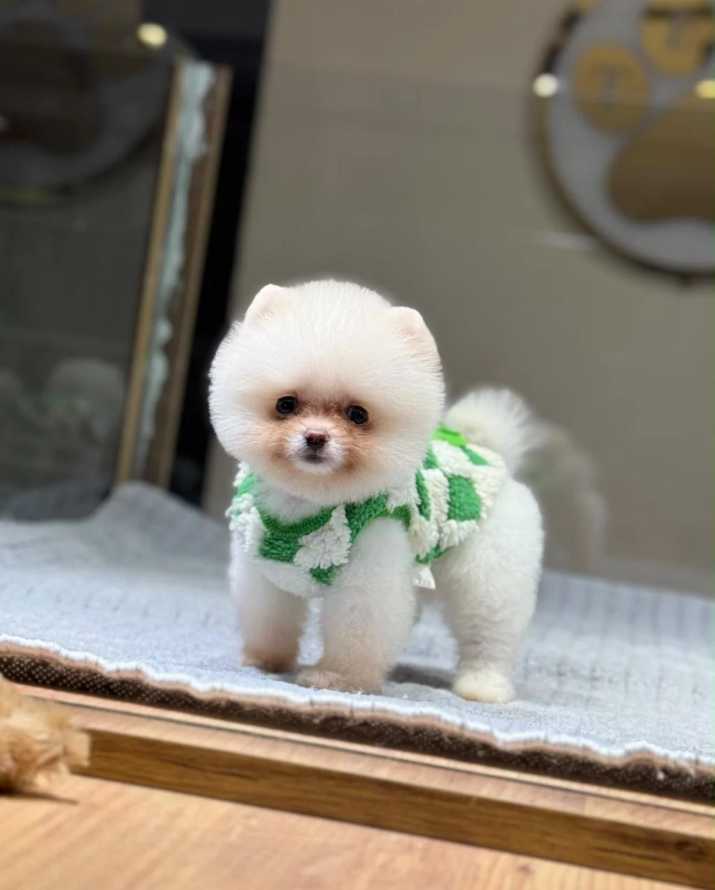 Sağlik Ve İrk Garantili Pomeranian