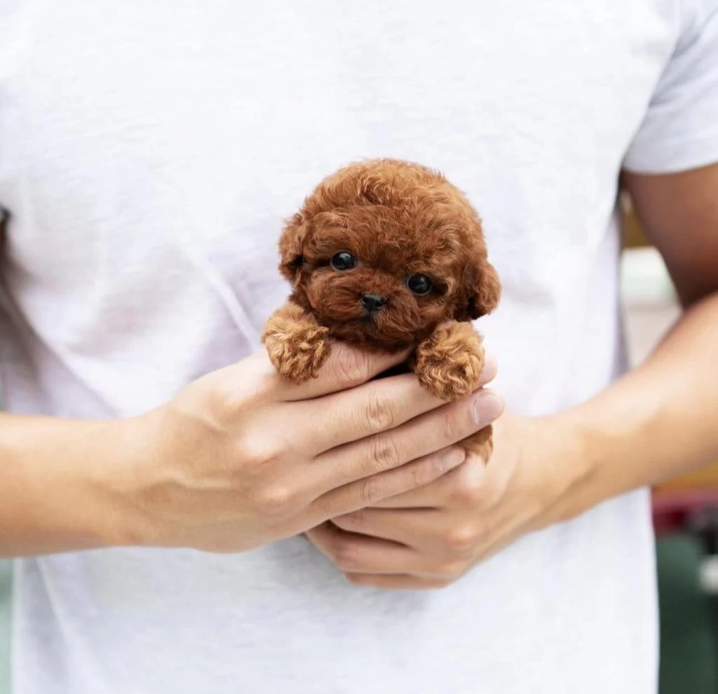 Şecereli Toy Poodle Yavrular Ruhsatlı Üretim Çiftliği