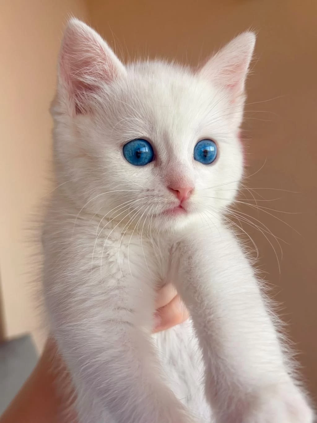 British Shorthair 4 Aylık Yavru Kedimiz