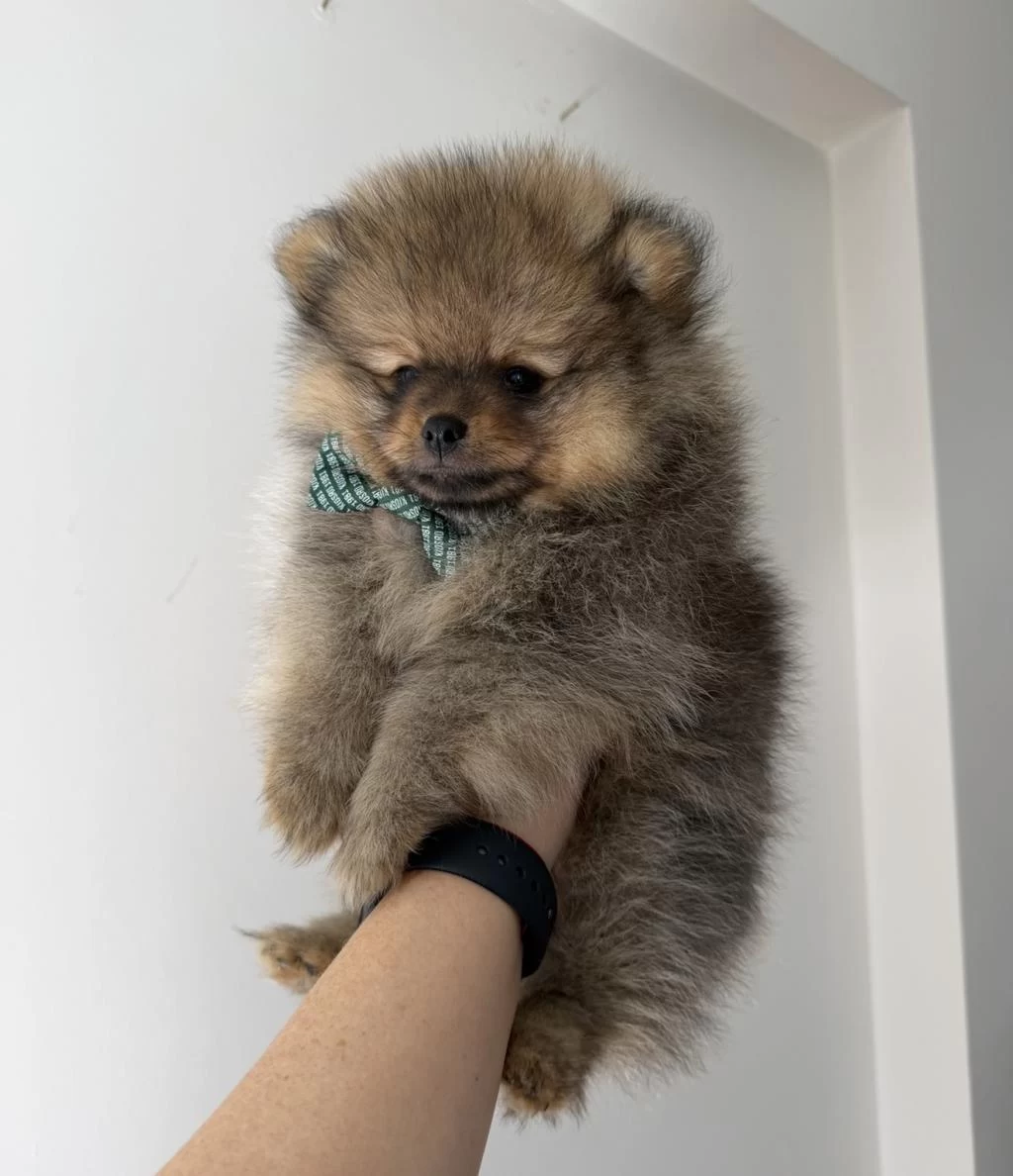 Pomeranian Boo Dişi Erkek Uygun