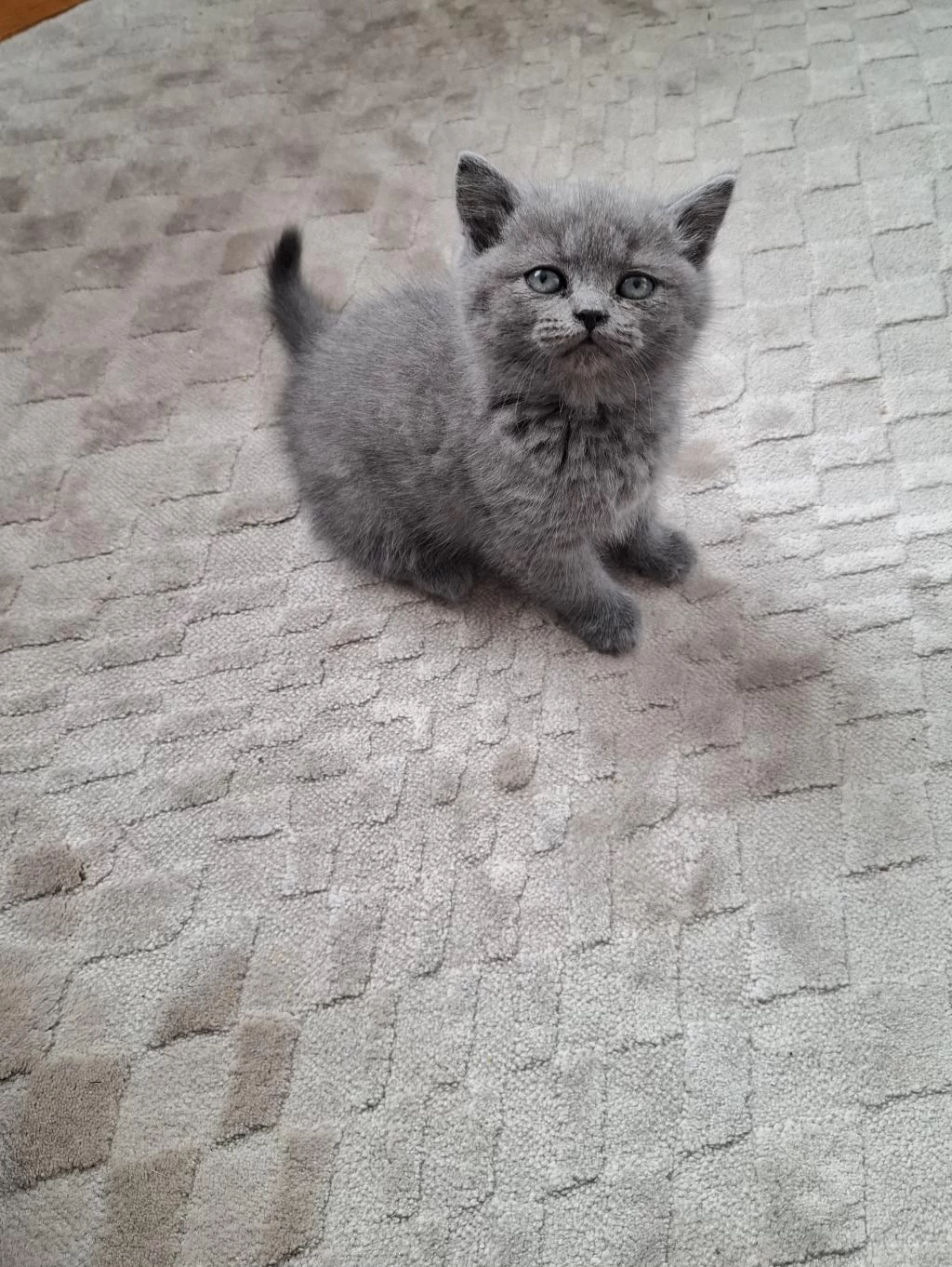 British Shorthair Yavrumuz