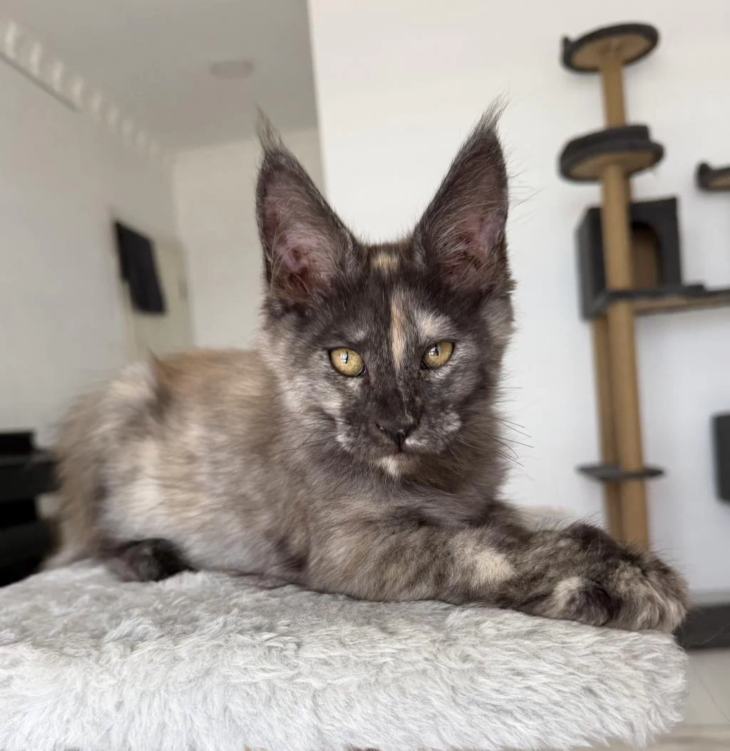 Maine Coon Dişi Black Tortie Pet Şecereli