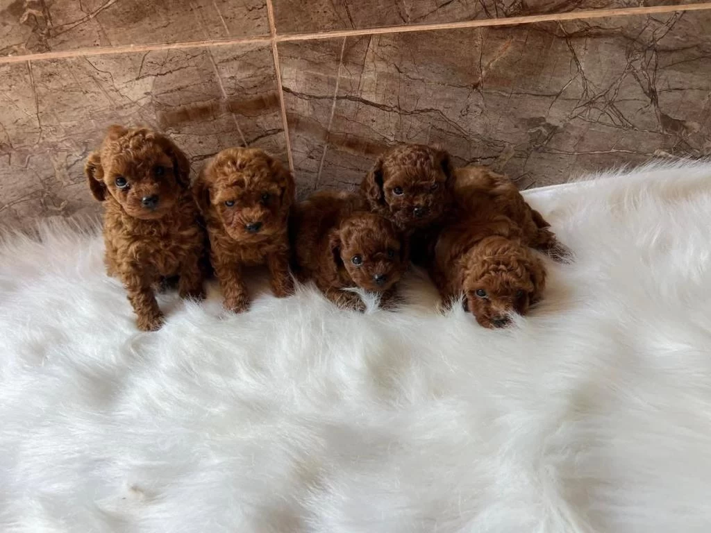 Aşili Toy Poodle Yavrularimiz
