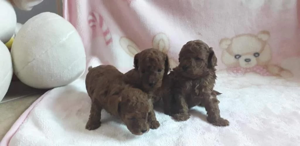 Toy Poodle Yavrularimiz