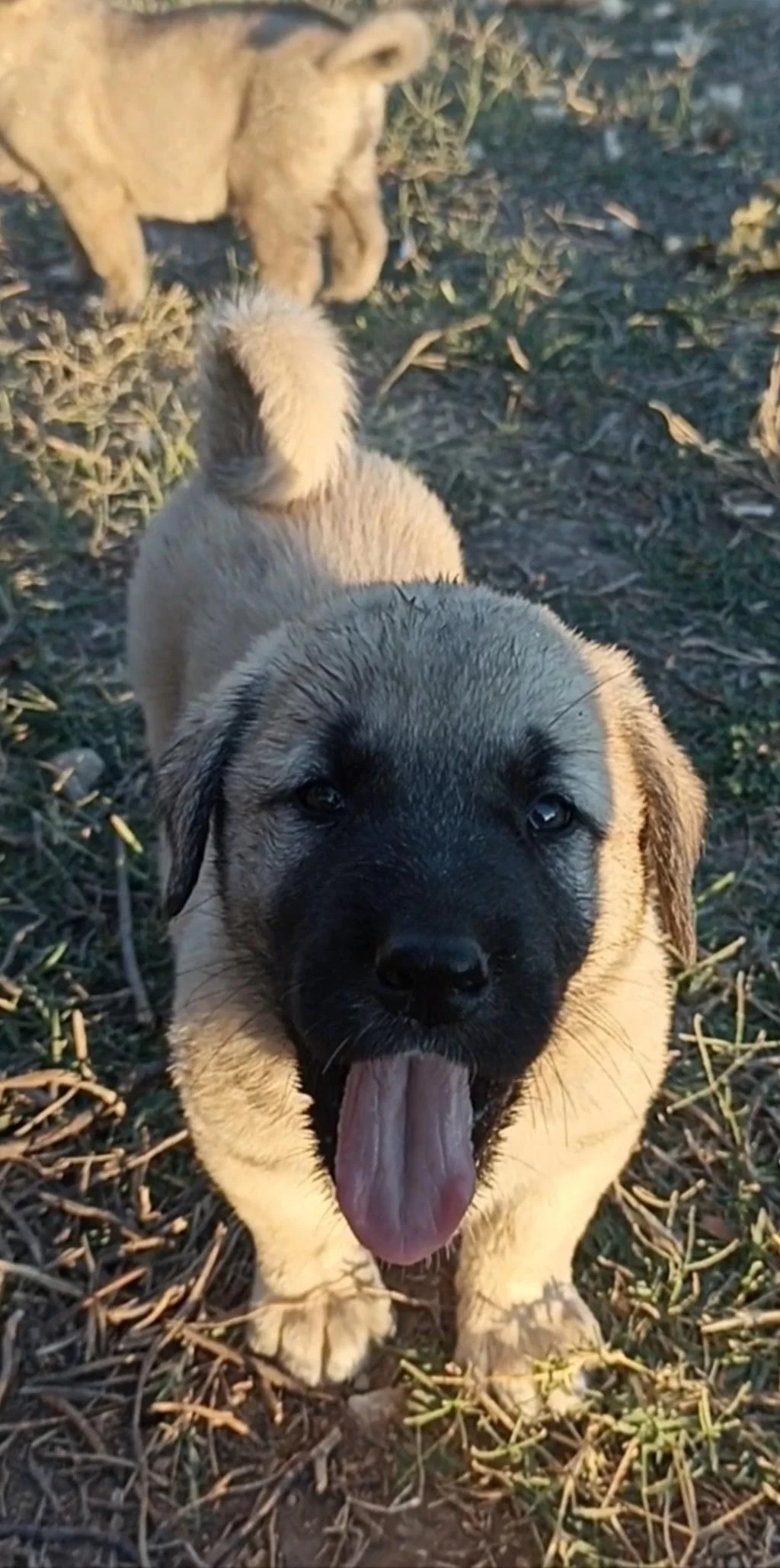 2 Aylık Yavru Köpekler