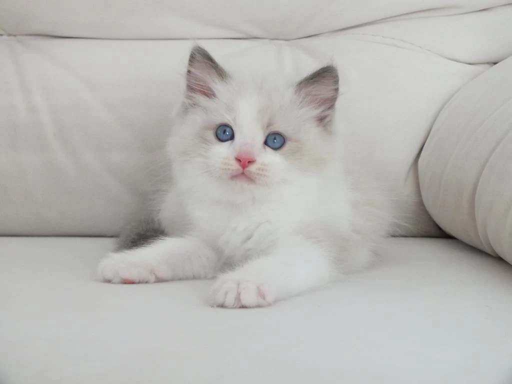 Full Şecereli Ragdoll Yavruları