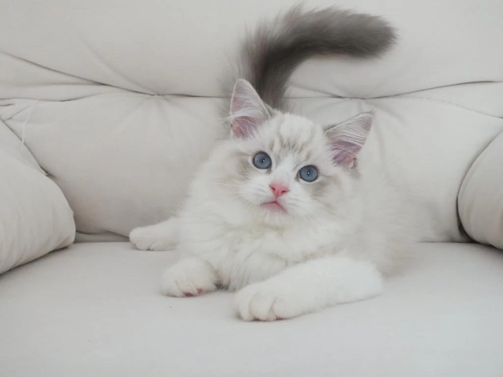 Full Şecereli Ragdoll Yavruları