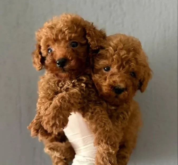 Toypoodle Yavrularım