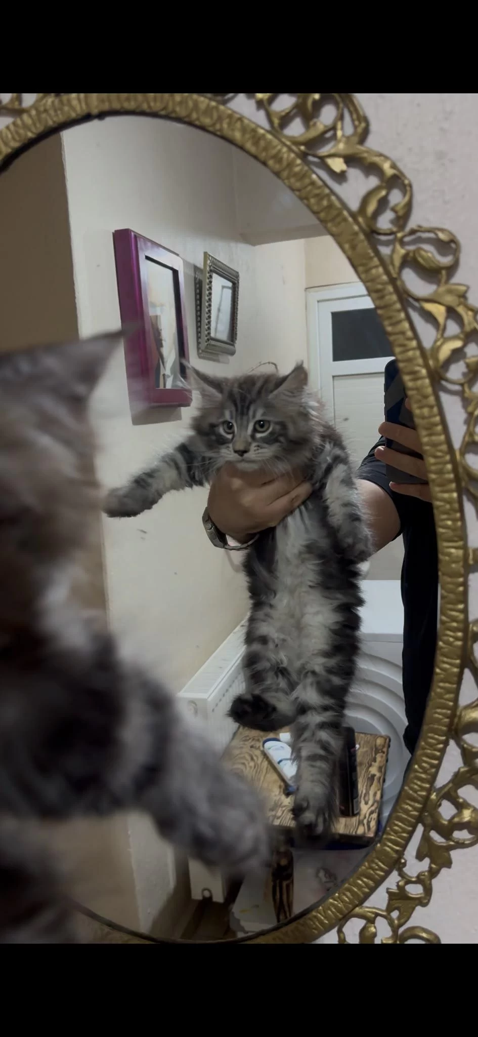Muhteşem Sosyallikte Maine Coon Yavrularimiz
