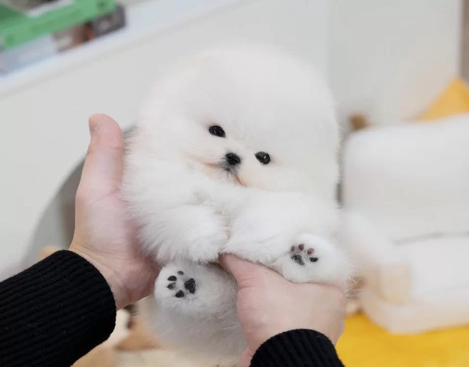 Şecereli Saglık Garantili Pomeranian Oğlumuz