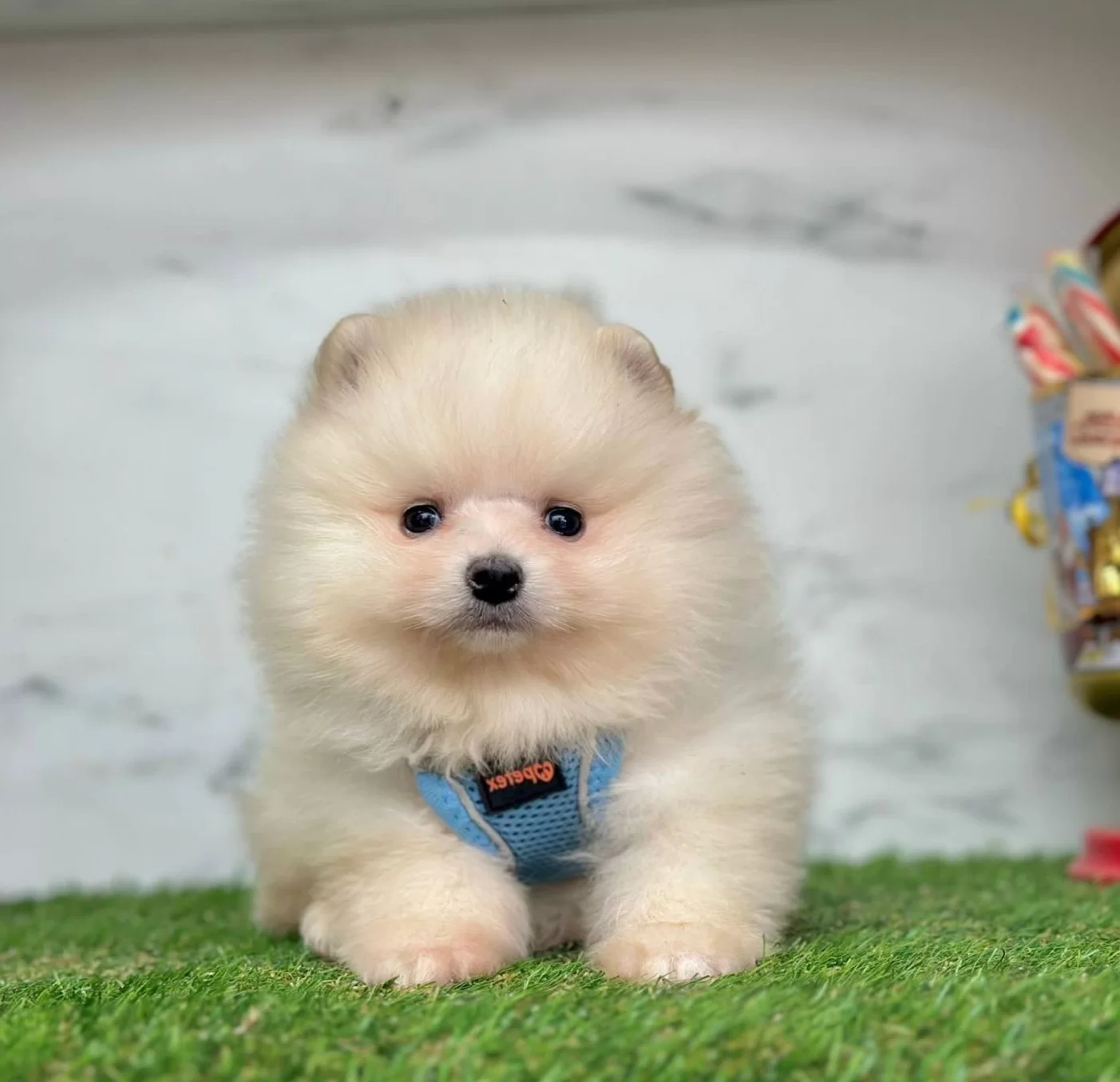 Bebeksi Yüzleriyle Pomeranian Boo Yavrularımız