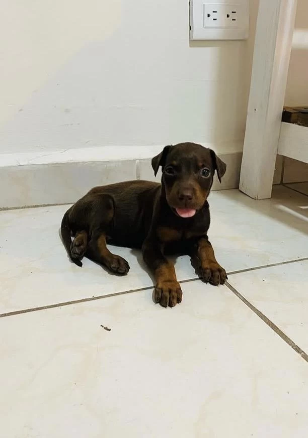 A+ Kalite Anne Baba Şecereli Doberman Yavrularımız