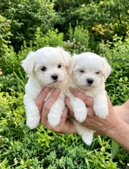 Maltese Bebekler Vonalp Petshoptan