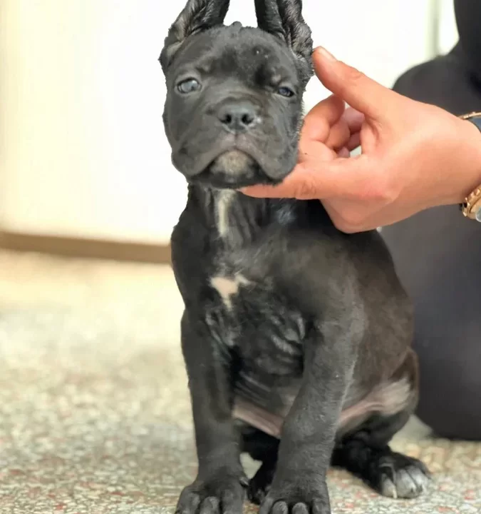 Safkan Cane Corso Yavrular
