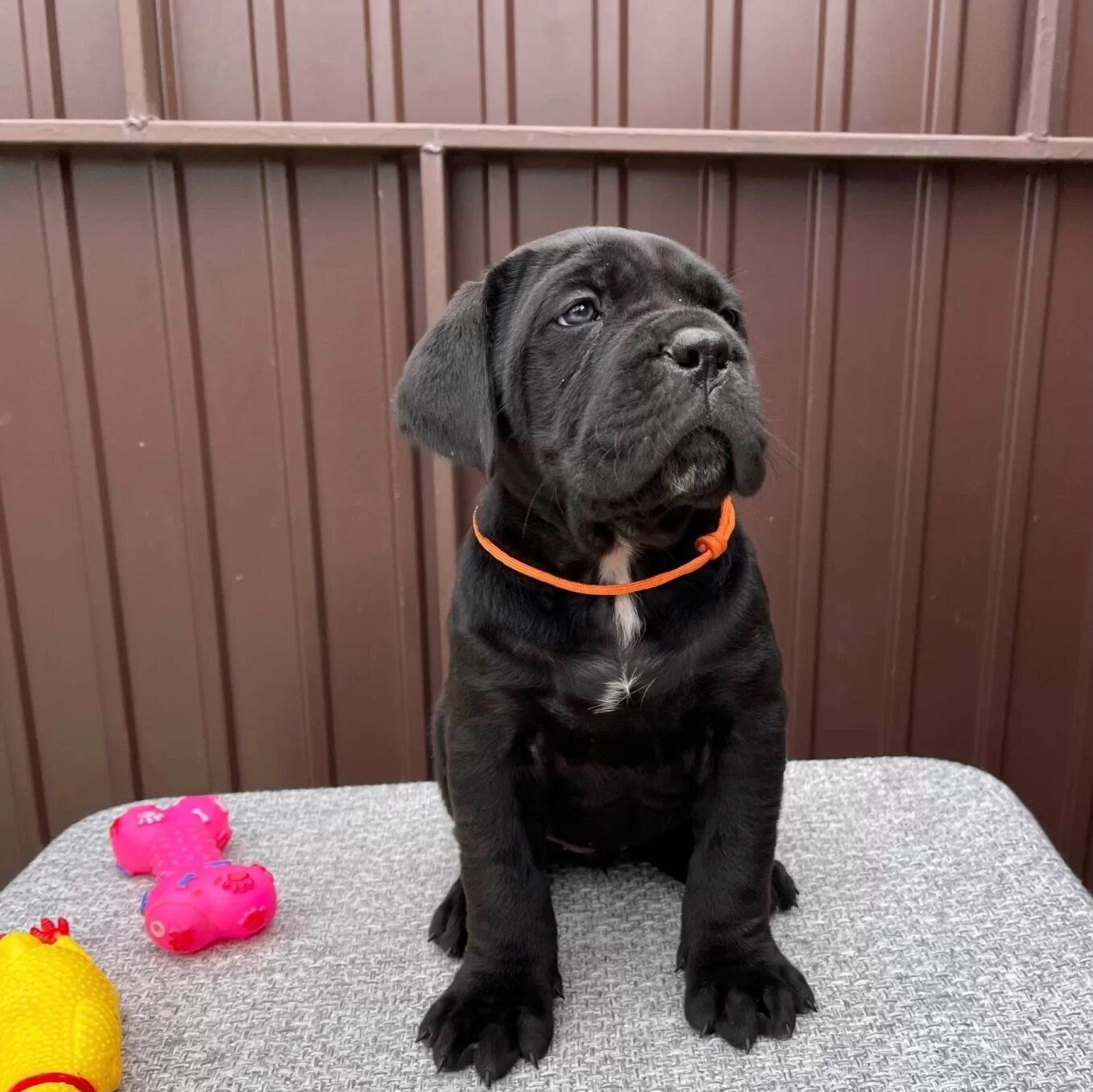 Muhteşem Irk Garanti̇li̇ Cane Corso Yavrularim
