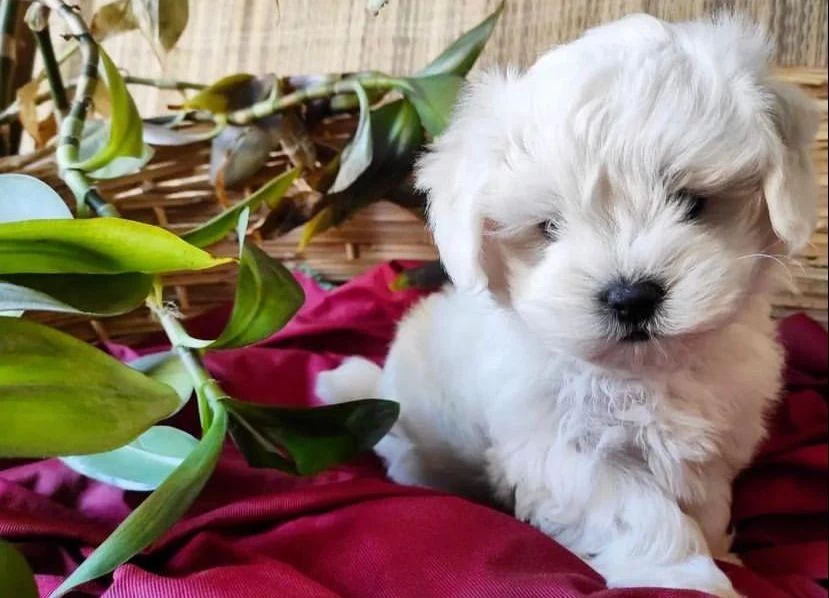 Maltese Terrier Yuvamin Minik Patilileri